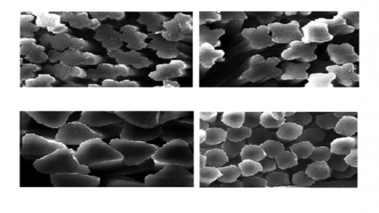 ساختار مورفولوژی الیاف بامبو