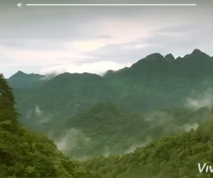 بامبو درخت شگفت انگیز